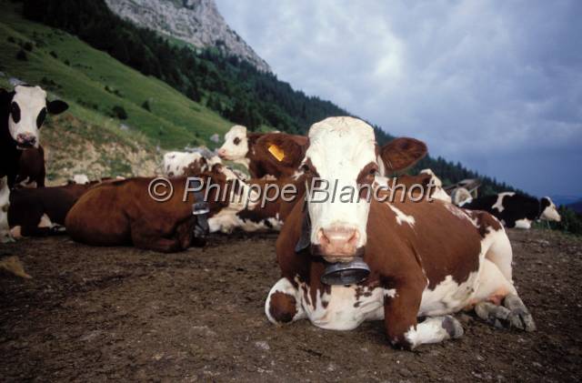 tomme de savoie 07.JPG - Vaches avant la traiteAlpageMassif des BaugesSavoieFrance